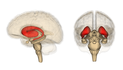 Striatum, som her er markeret med rødt, er den del af hjernen, som påvirkes hurtigst i bærere af HS-mutationen. Den anden type celler, som Finkbeiners gruppe har undersøgt, stammer fra hjernebarken (også kaldet cortex), som er hjernens "krøllede" del.  