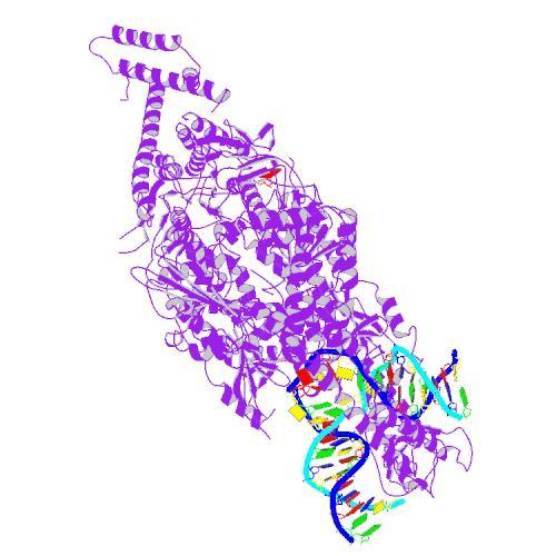 MSH proteinfamilien (lilla) søger efter fejl langs DNA'et (parrede strenge).  