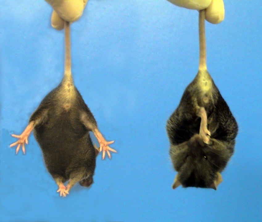 Et eksempel på et ´kram´ i HS-mus brugt i dette studie - musen til højre er en HS-mus mens musen til venstre er en normal mus.  
