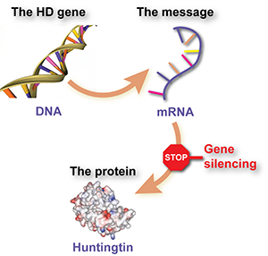 Genhæmning nedsætter huntingtinproduktionen ved at forhindre, at celler læser RNA-beskedmolekylet for huntingtin  