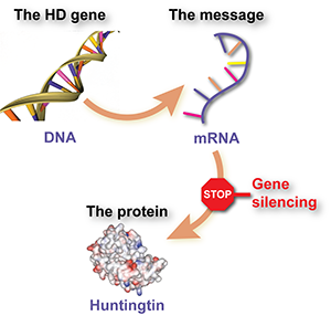 In this work, ASO drugs were used to silence the HD gene. The drugs stick to the mRNA message molecule. That makes the cell delete the message and the protein doesn't get made.