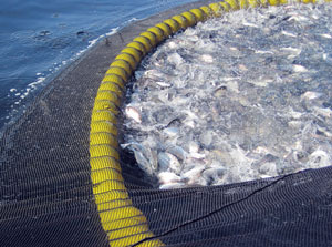 A large net will catch lots of fish, but it's hard work to process and there's the risk of catching unwanted fish. Discovery-driven research is similar - it generates a lot of data that needs to be analyzed very carefully to avoid misleading conclusions.