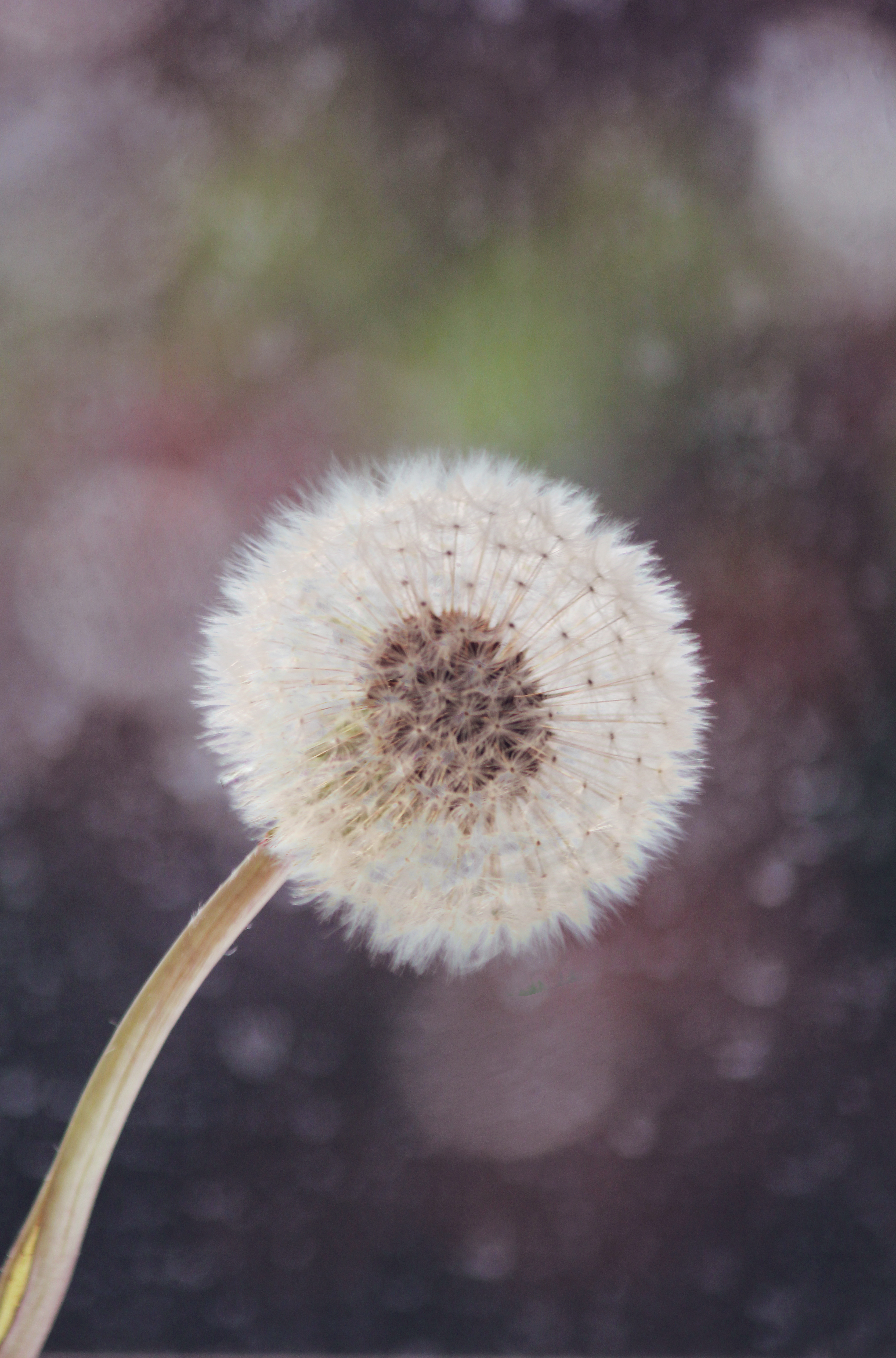 The process of growing protein clumps from the outside of a brain cell in is called “seeding”.  