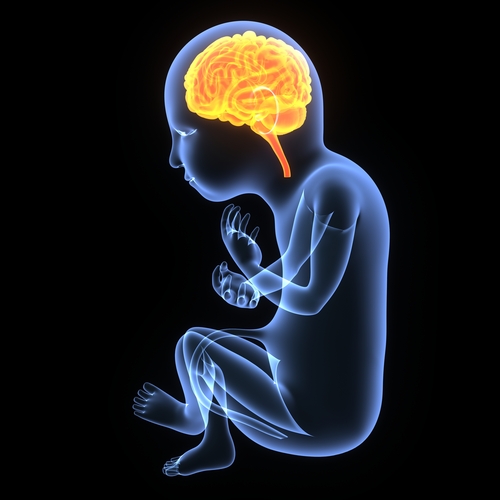 Research using genetically modified mice suggests that the huntingtin protein plays a very important role in embryonic development and the formation of a healthy brain  