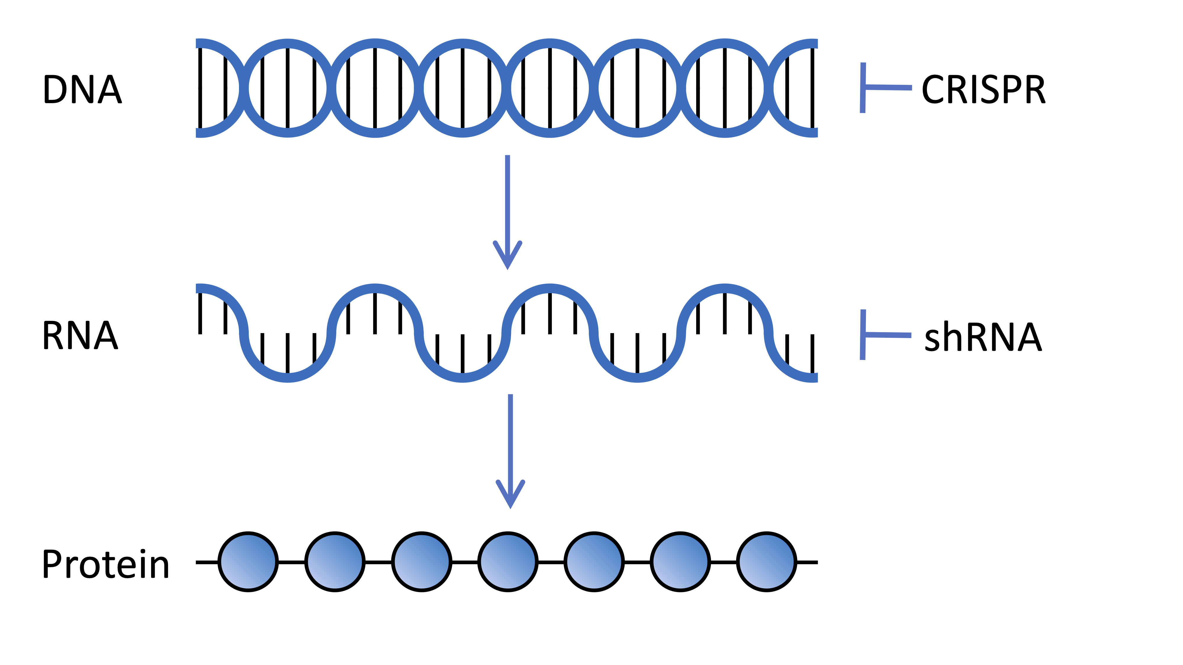 DNA encodes genes which are transcribed into RNA which is translated in protein, the molecules which do stuff in our cells. CRISPR and shRNA technologies used in genetic screens can change the expression of genes at the DNA and RNA level respectively.
