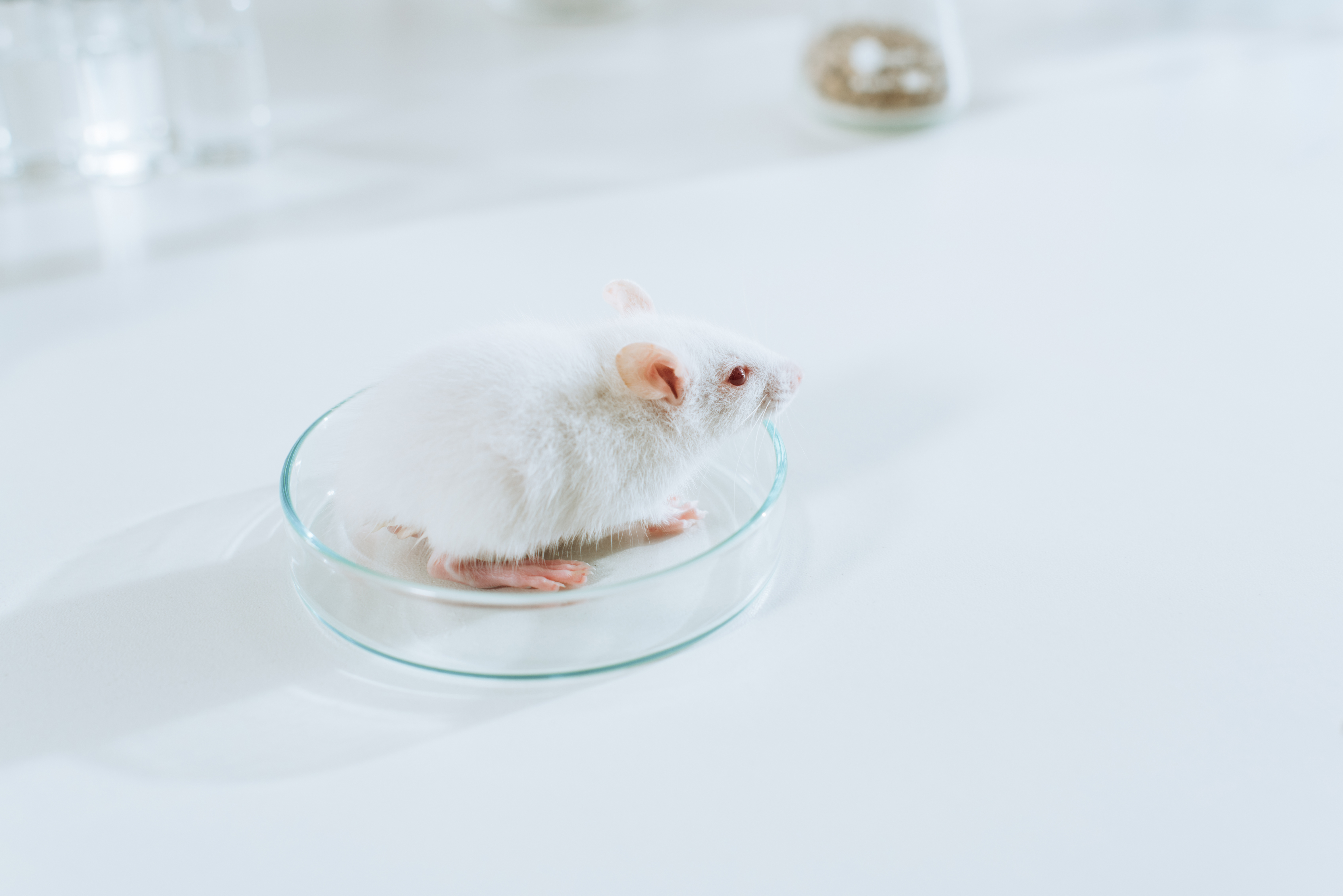 Animals can provide valuable insight into HD, but the only way to test safety and effectiveness of new treatments is to conduct clinical trials  