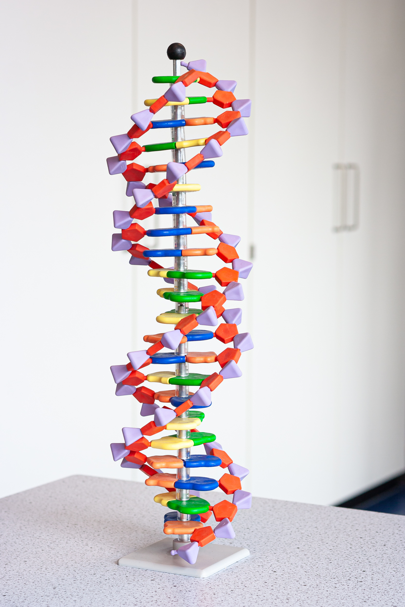If every DNA building block is represented by a different color Lego, they’re easy to match up if you pull the two strands apart. But when you have 35 or more of the same color in a row, you might lose track of exactly which Lego went with the other after they’re separated. The same is true when DNA comes apart and reforms – repetitive DNA tracts can get misaligned.