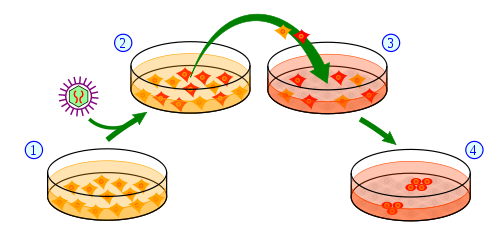 Overblik over processen med at lave IPS-celler fra hudceller. (1) Hudcellerne dyrkes i en petriskål og behandles (2) med gener nødvendige for at omprogrammere dem til stamceller. (3) Et lille antal af de behandlede celler tager imod beskeden om at blive inducerede pluripotente stamceller (4).  