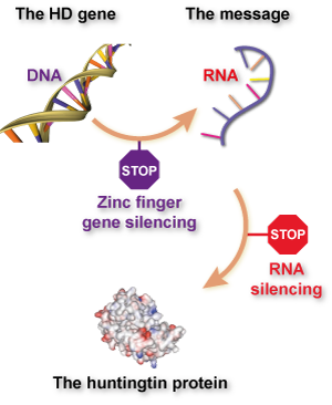 Forskellen mellem zinkfingre og "traditionel" genhæmning via RNA er, at zinkfingre forhindrer, at der produceres RNA ved at binde til DNA, mens genhæmningsteknikker som RNA interferens (RNAi) eller anti-sense oligonukleotider (ASOer) forhindrer, at der produceres protein, ved at binde sig til RNA.  