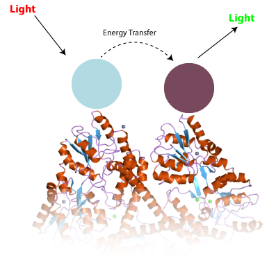 Princippet bag TR-FRET: To forskellige antistoffer (blå og lilla) klistrer sig til et protein såsom huntingtin, og påvirker hinanden på en måde der ændrer lyset i prøven, hvilket kan måles.  
