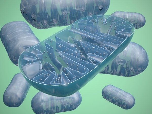 "Mitokondrierne" udgør cellernes kraftværker, men danner mange skadelige molekyler som biprodukter.   