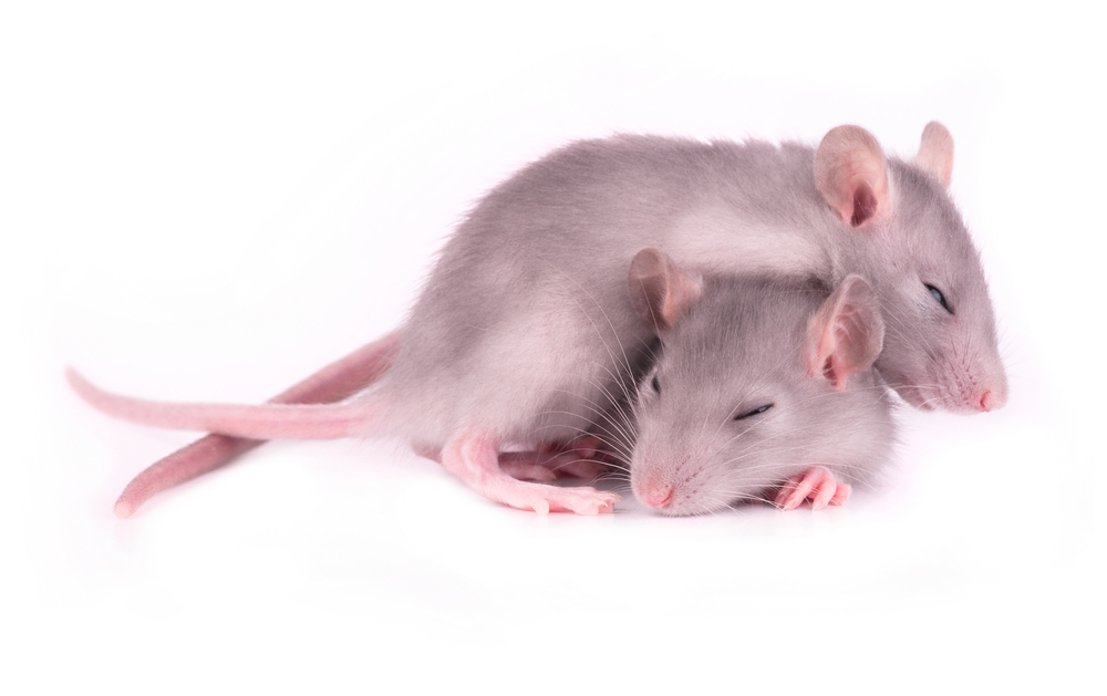 Studier i musemodeller har hjulpet os til at forstå søvnproblemerne hos HS-patienter. Opmuntrende nok viste det sig, at genopretning af et normalt søvnmønster i HS-mus hjalp på deres evne til at tænke.  