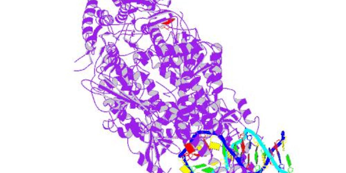 Et DNA-reparerende protein ændrer stabiliteten af lange CAG-områder i det muterede gen for Huntingtons Sygdom