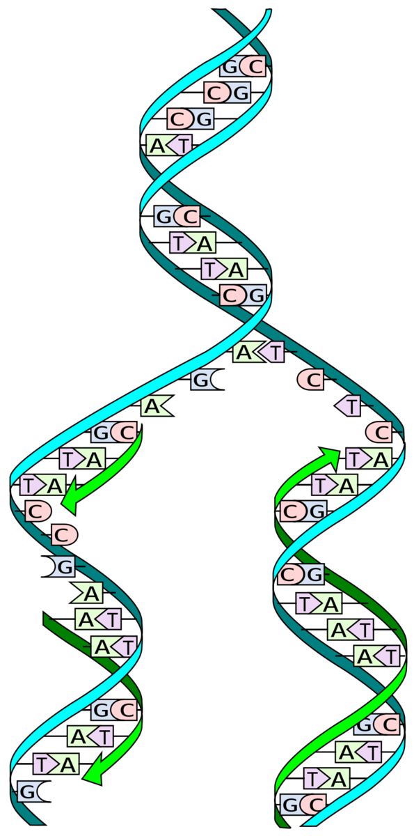 Under 'kopiering' af DNA, bliver to komplementære strenge af 'dobblet helix' adskilt og nye strenge bygges ved påsætning af komplementære DNA-bogstaver - en proces hvor dobbelthelixen kopieres perfekt.  