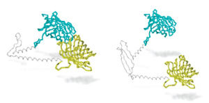 Forskerne byggede en molekylær 'nærheds-detektor', som lyser, når dets to halvdele er meget tæt på hinanden som vist i dette diagram fra forskningsartiklen. Til venstre ses glutamin-hængslet, der bringer den blå og gule halvdel tæt på hinanden. Til højre ses, hvordan det rustne hængsel i et huntingtinprotein med mange glutaminer forhindrer dem i at komme tæt nok på hinanden.  