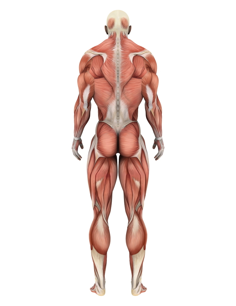 Musklerne i kroppen er sammensatte fibre, som kan være ekstra nemme at aktivere ved HS. Bidrager dette mon til bevægelsessymptomerne?  