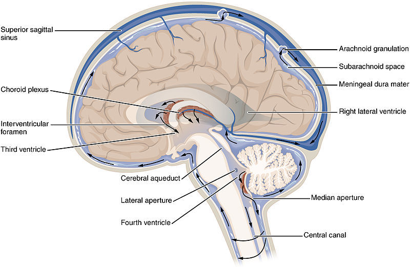 Cerebrospinalvæsken, eller CSF, cirkulerer igennem hjernen og rygraden  