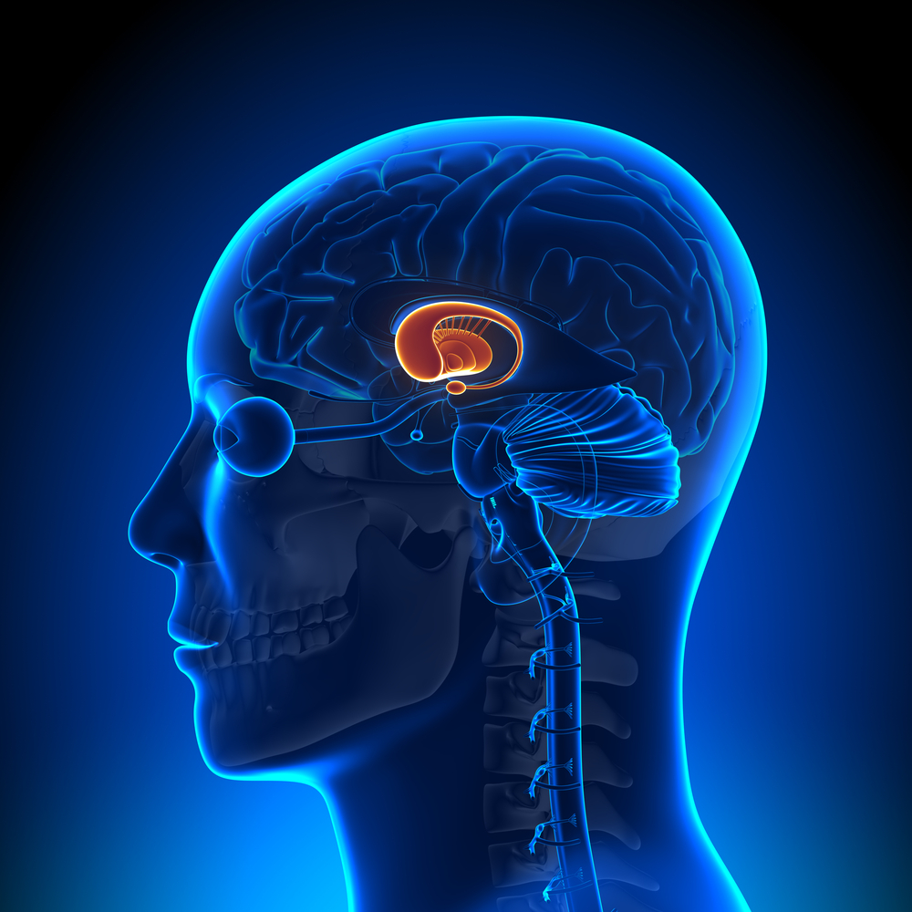 'Striatum' er en del af den dybe hjernestruktur, som er fremhævet på dette billede. Cortex som danner overfladen af menneskets hjerne, leverer BDNF til striatum.  