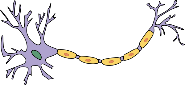 I denne tegneserie, er neuronernes "dendritter" de tynde udløbere til venstre. Neuronets "soma" er den primære del af cellen (her lilla). Den lange ledning, der stikker ud til højre er neuronets "akson".  