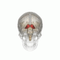 Thalamus (i rødt) ligger dybt inde i midten af hjernen, og fungerer som en relæstation for beskeder, som bevæger sig fra én del af hjernen til en anden.  