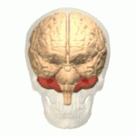 Lillehjernen (i rødt) sidder på toppen af hjernestammen. Den spiller en vigtig rolle i tilretning af bevægelserne og er for nyligt blevet vist at være skadet i HS-patienter.  