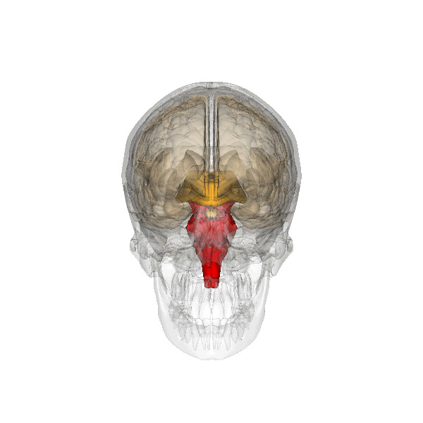 Hjernestammen (i rødt) befinder sig hvor hjernen og rygmarven mødes. Dette hjerneområde spiller en vigtig rolle for reguleringen af basale funktioner som at trække vejret og at synke.  
