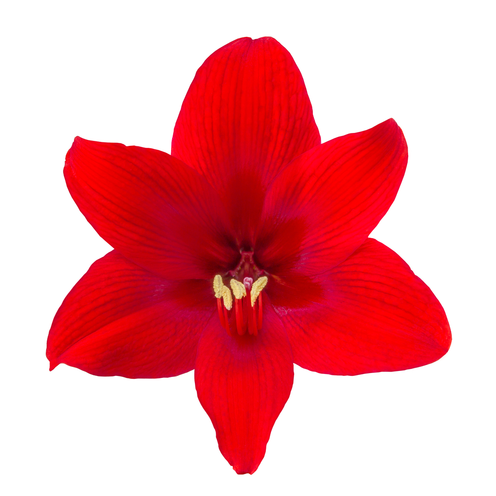 Blomsten 'amaryllis' er symbolet på det globale HS-fællesskab. På trods af dette negative førsøgsresultat vil vi blive ved med at kæmpe.   