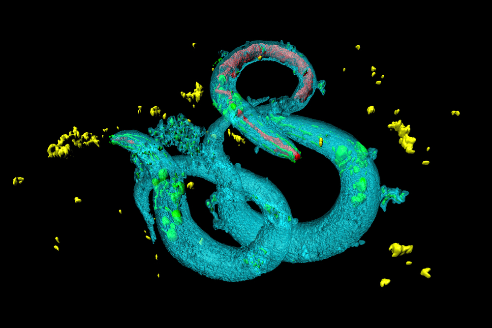 Malluccis gruppe identificerede 2 top-kandidater ved at teste flere tusinde lægemidler i orme kaldet C elegans.   
