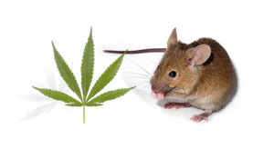 To kemiske forbindelser som findes i cannabis blev testet i mus behandlet med giftstoffer for at efterligne HD-symptomer.  