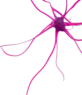 Neuroner er særlige hjerneceller, der dør ved nerodegenerative sygdomme. Finkbeiners forskning afslører forskelle i hvor effektivt neuroner i forskellige hjerneområder genbruger proteiner.  